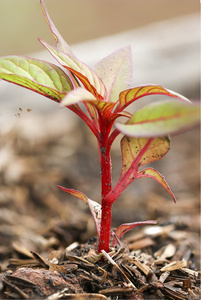 幼苗的鸡冠花鸡冠花照片