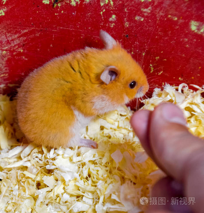 仓鼠在家中饲养仓鼠在木屑红仓鼠