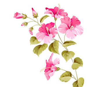 花芙蓉照片