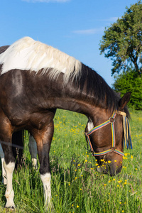 棕色马在春天的草地上蓝天在清晨太阳在德国南部农村地区