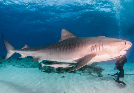 图片显示在巴哈马 Tigerbeach 的一只鲨