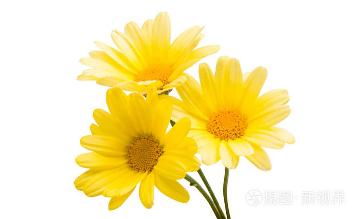 孤立在白色背景上的黄色花