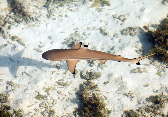 礁鲨清澈见底的水通过俯视图