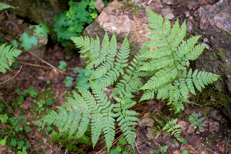 石墙和绿蕨苔藓的近距离观看蕨化石