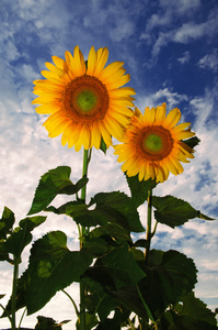 两个向日葵特写图片