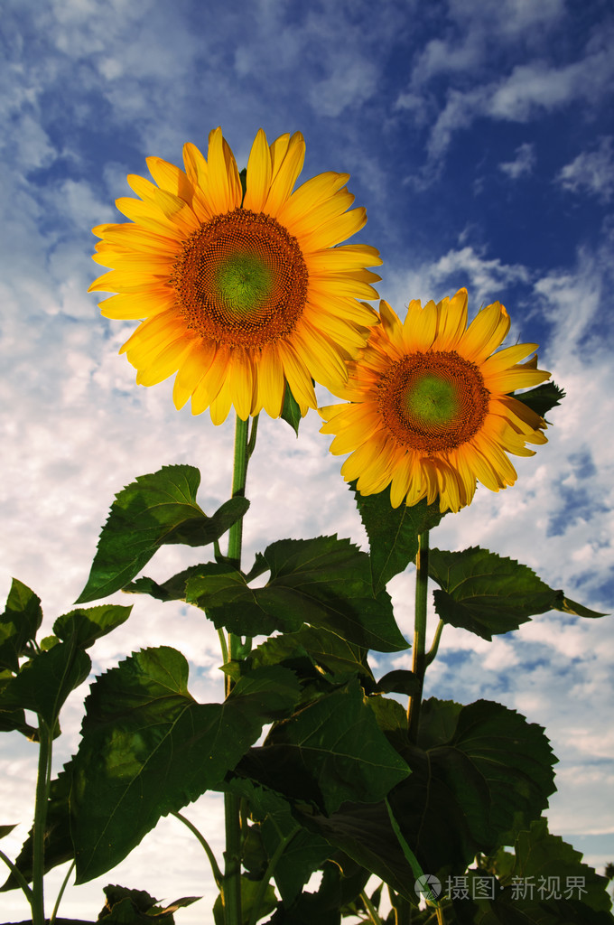 两个向日葵特写