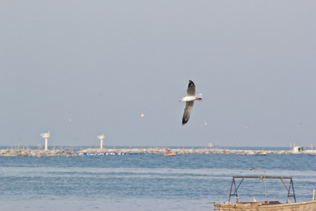 海鸥飞