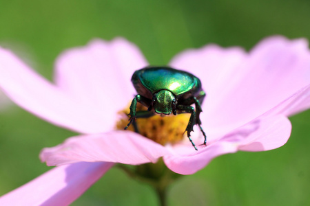 bug 对一朵花