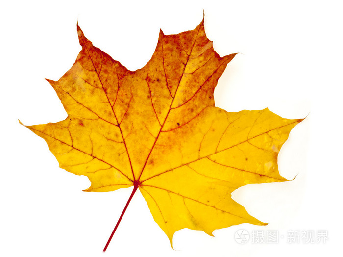 秋天的叶子