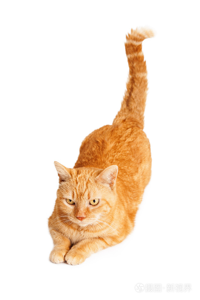 橙色的猫尾巴了