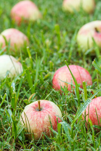 红苹果在草地上。秋天的背景下, 果园绿草上落红苹果。新鲜的红苹果在花园的草地上。场浅景深