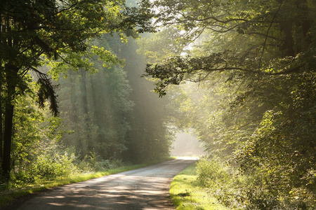 通过在清晨薄雾森林乡村道路图片