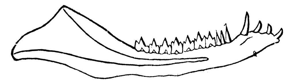 下颌 dromatherium 苏格兰人。北卡罗来纳州三叠纪, 老式雕刻插图。地球在人之前