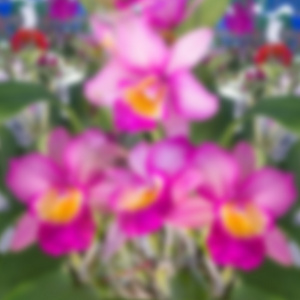 模糊图像进行粉色兰花在花园里