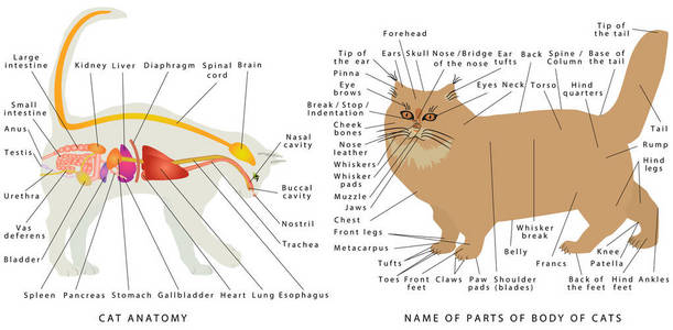 猫解剖。家养猫的解剖。猫的器官解剖图。猫的消化系统。家庭猫的示意图表示法。猫身体部位的名称