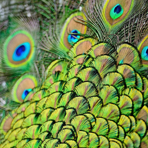 雄性绿孔雀的羽毛图片