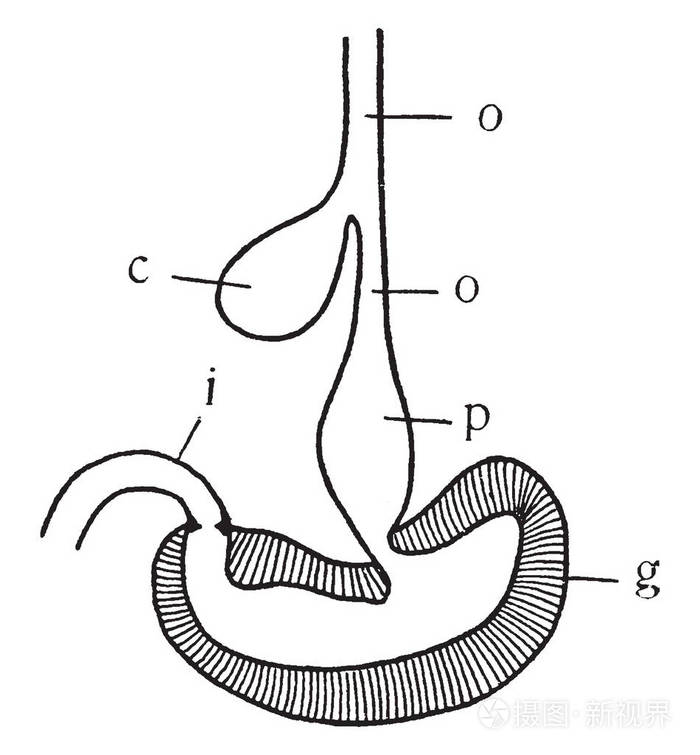 家禽胃和食管图复古线画或雕刻插图