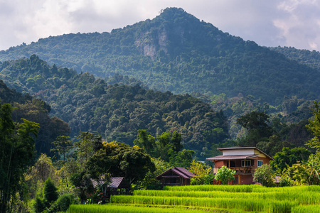 泰国清迈山上的稻田