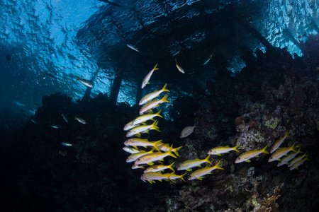 黄鳍 goatfish 在码头下面