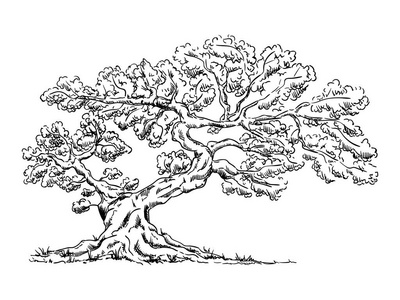 大老树图片-大老树素材-大老树插画-摄图新视界