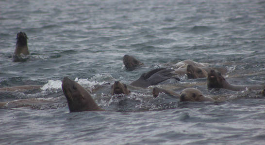 在雨天和薄雾日在 Tuleniy 岛 靠近 steller 和千岛 上的野生海狮 Eumetopias jubatus 