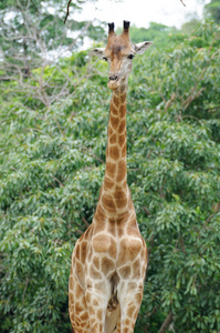单个长颈鹿站在公众的动物园