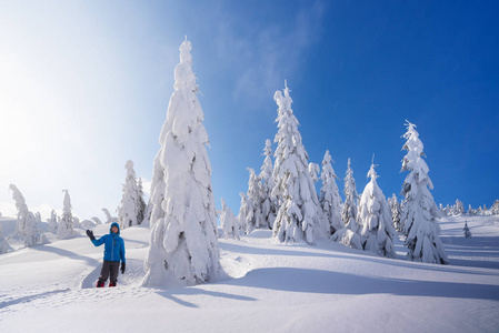 爬山在冬天。雪中的冷杉树。晴朗的天与蓝天。雪后雪堆的圣诞美景