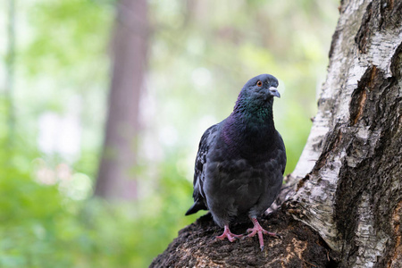 鸽子鸟坐在桦树树干上图片