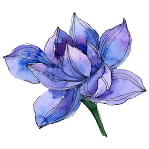 水彩蓝莲花.花卉植物花卉.孤立插图元素照片