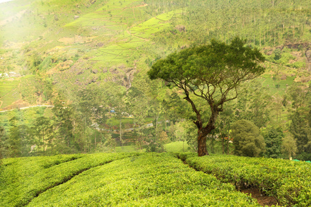 茶叶种植园景观