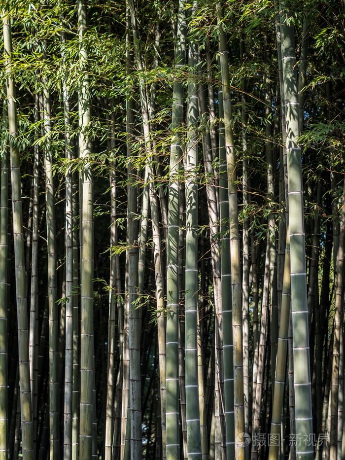 毛竹林的格鲁吉亚巴统