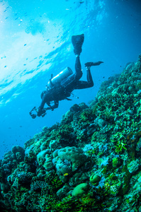 水肺潜水布纳肯苏拉威西印度尼西亚水下照片