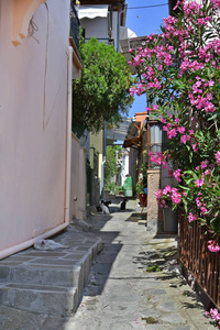 希腊, 卡瓦拉, 五颜六色的房子和猫在狭窄的街道在 Panagia 区