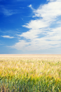 农田在蓝蓝的天空下