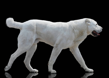 中亚牧羊犬图片