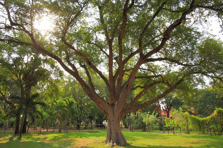 在郁郁葱葱的热带绿色环境与太阳在后面和温暖的阳光照射通过树冠照片