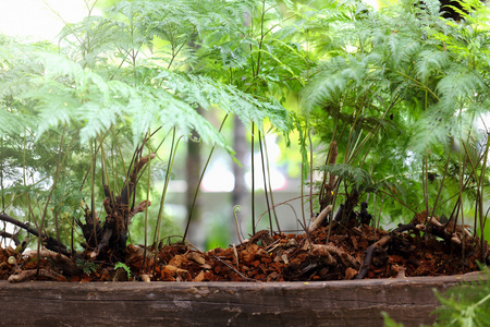 在花园里的蕨类植物的性质