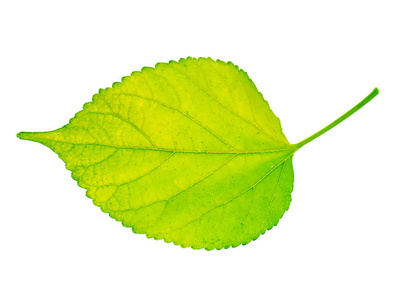 蚕在桑叶上图片-蚕在桑叶上素材-蚕在桑叶上插画-摄图新视界