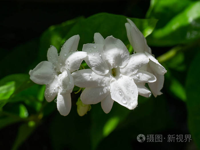 在深色背景下, 用水滴关闭白色茉莉花花