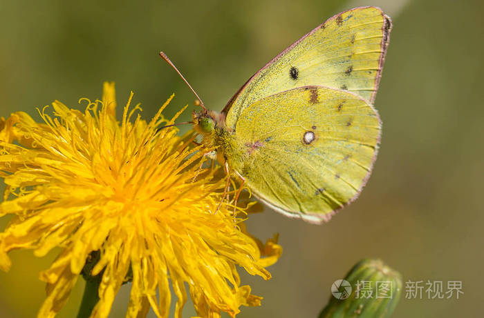 蒲公英花特写美丽的黄色蝴蝶