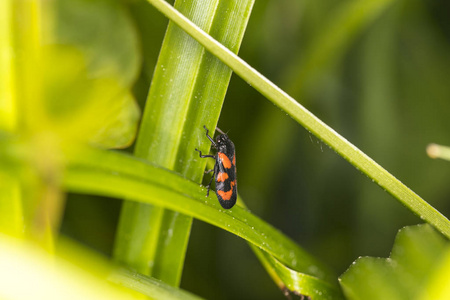 Eurydema ornata, penataomidea 家族的臭虫