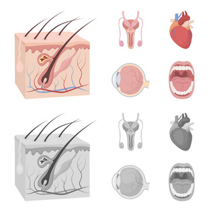 男性系统, 心脏, 眼球, 口腔。器官集合图标在卡通, 单色风格矢量符号股票插画网站