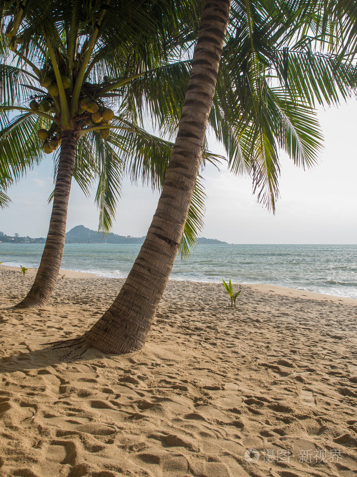 在苏梅岛沙滩上的椰子树