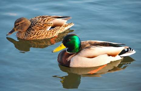 常见黄金眼德雷克图片