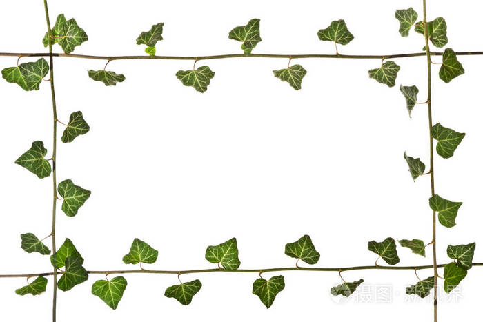 框架从绿色常春藤的芽在白色背景装饰从绿色常春藤