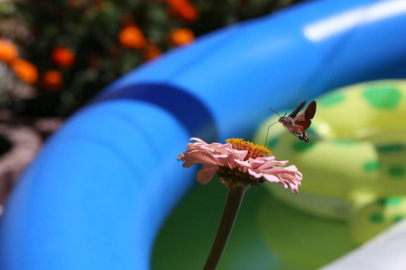 蜂鸟飞蛾蝴蝶坐在一朵花上