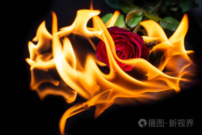 黑色背景上燃烧的玫瑰