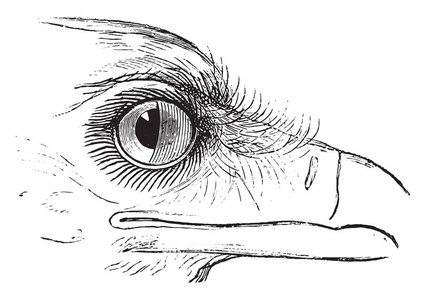 秘书鸟或射手 serpentarius, 显示瞬膜在眼睛。从 Magasin Pittoresque, 复古雕刻, 1876