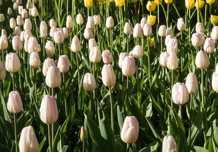 荷兰白色郁金香花园。花卉背景