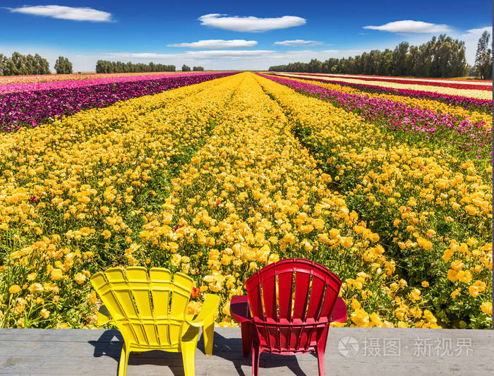 方便的多色塑料扶手椅, 放松站在花卉领域旁边。农夫领域为耕种庭院毛茛。乡村与生态旅游概念